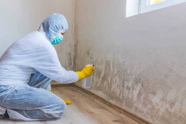 Professional mold removal team in Fort Eustis